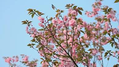 4k盛开的桃花花朵植物风景空境视频的预览图